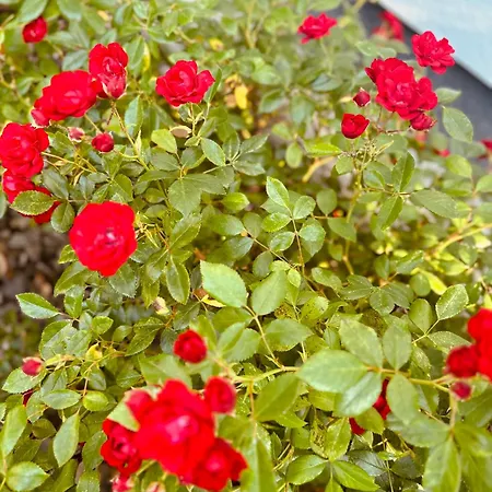 홀리데이파크 Siesta Pensjonat,