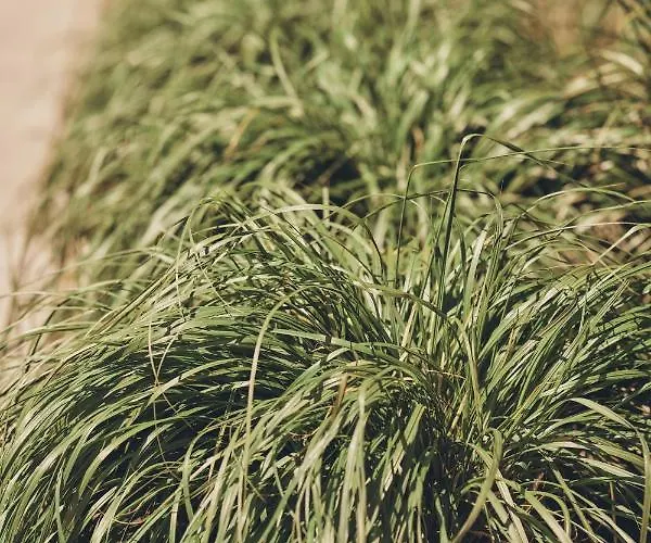 Siesta Pensjonat, Rewal