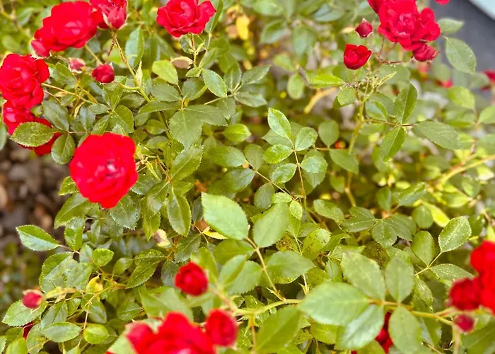 Holiday park Siesta Pensjonat,